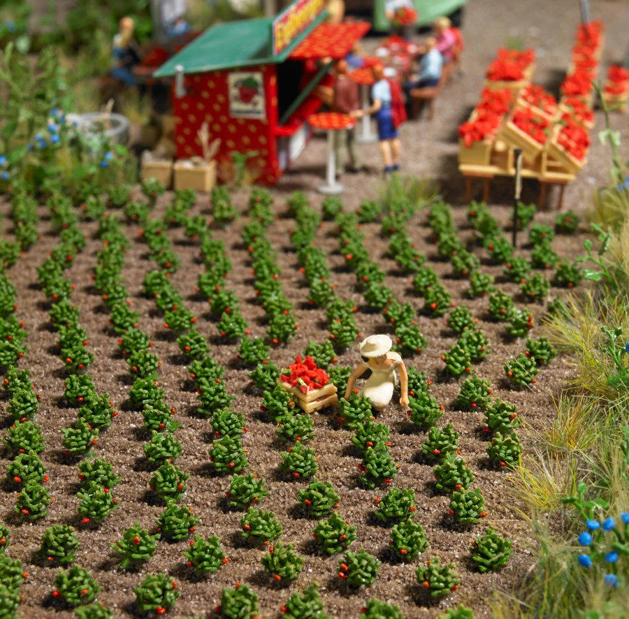 1265 Strawberry Plants (image for) 1265 Strawberry Plants