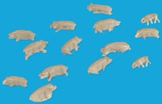 5176 Pigs (image for) 5176 Pigs