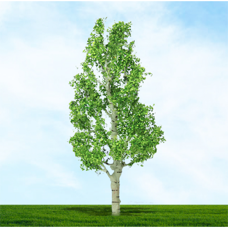 003927 OO Gauge Birch - 75mm & 100mm (2) (image for) 003927 OO Gauge Birch - 75mm & 100mm (2)