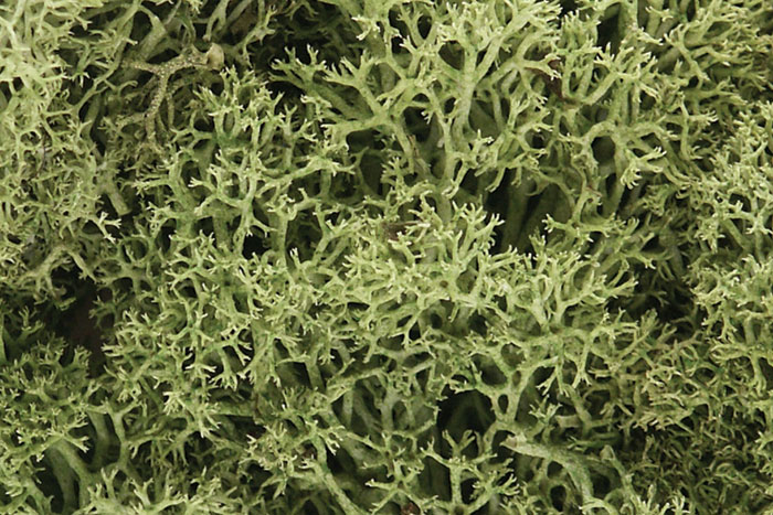 L161 Spring Green Lichen (image for) L161 Spring Green Lichen