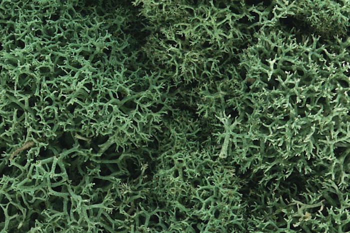 L162 Light Green Lichen (image for) L162 Light Green Lichen