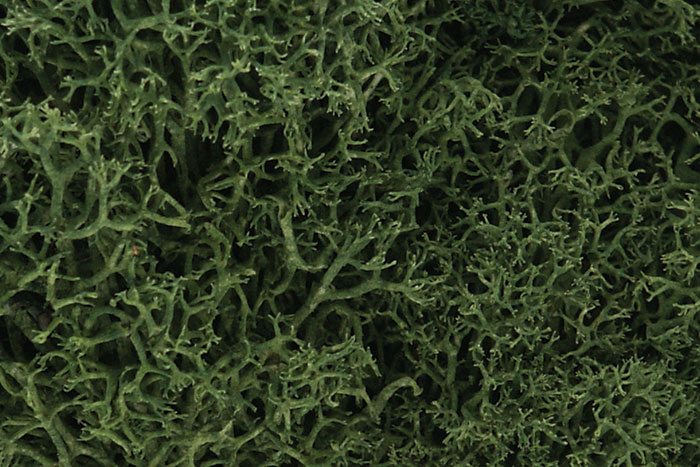 L163 Medium Green Lichen (image for) L163 Medium Green Lichen