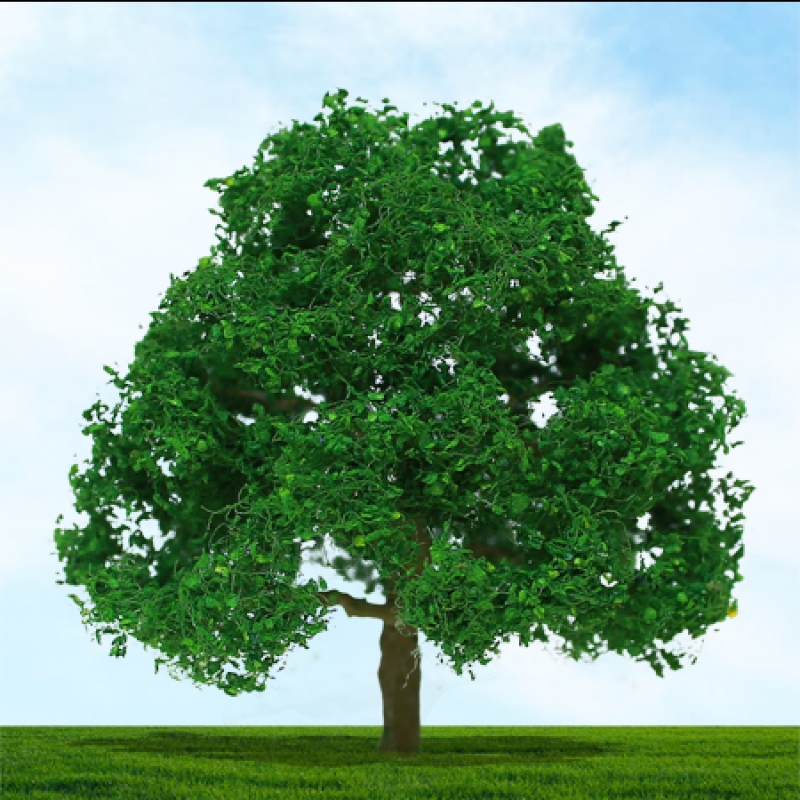 004009 OO Gauge Oak - 62mm & 75mm (2) (image for) 004009 OO Gauge Oak - 62mm & 75mm (2)