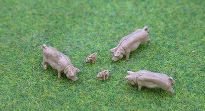 PDZ49 Pigs (image for) PDZ49 Pigs