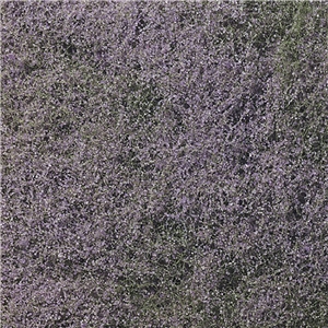 WF177 Purple Flowering Foliage (image for) WF177 Purple Flowering Foliage